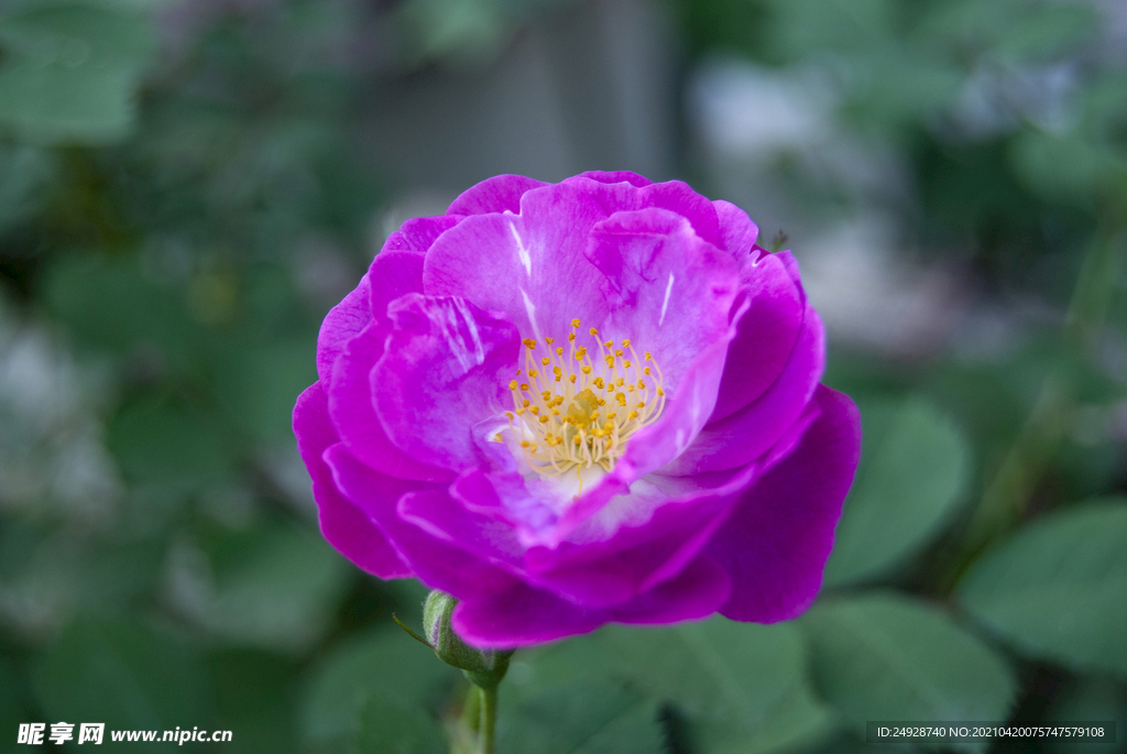 蔷薇花