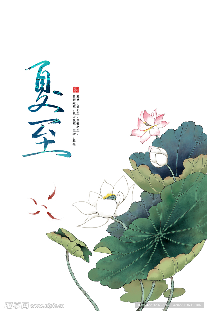 夏至荷花图片