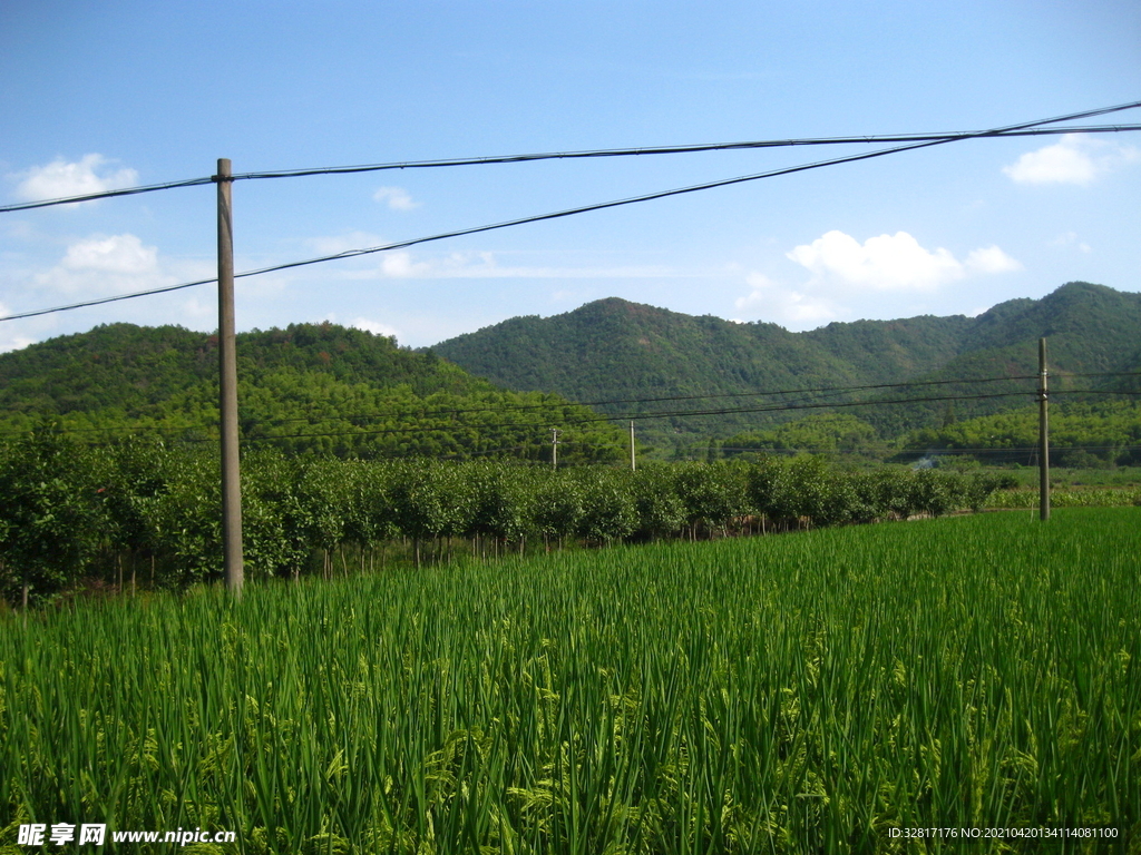 稻田