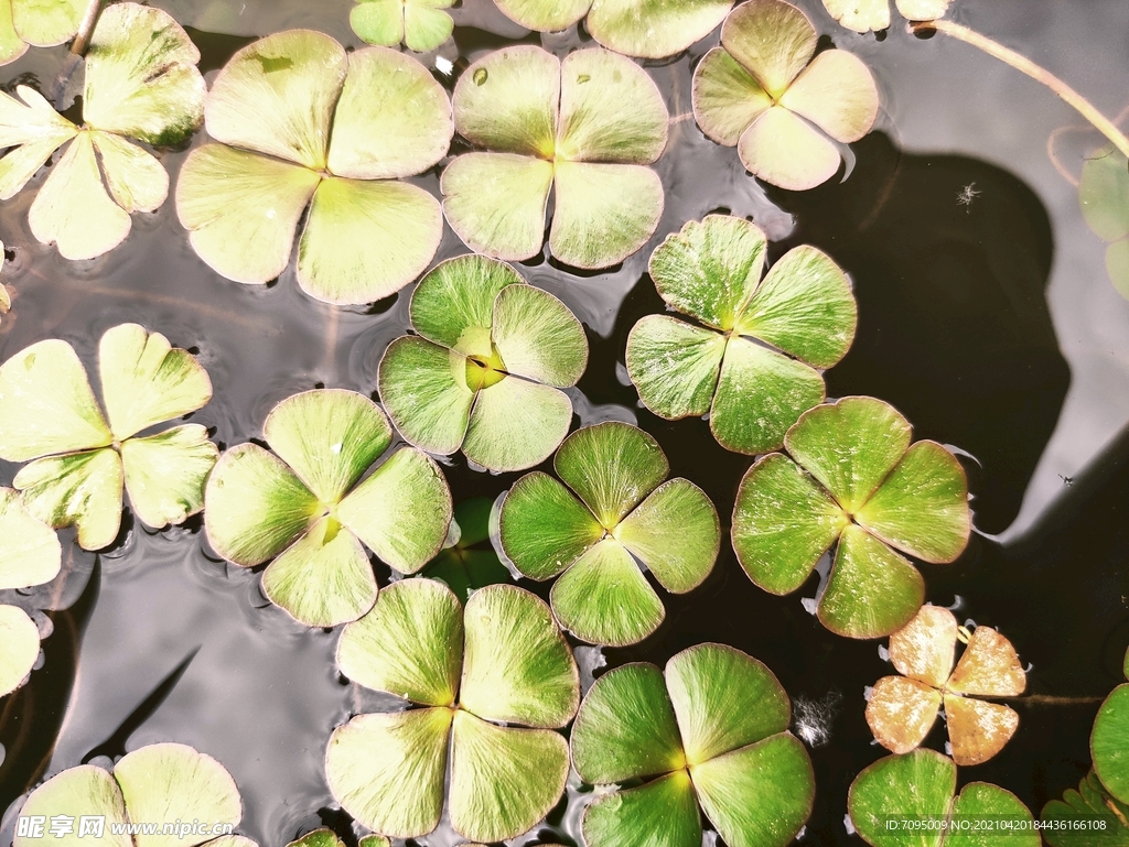 水生植物
