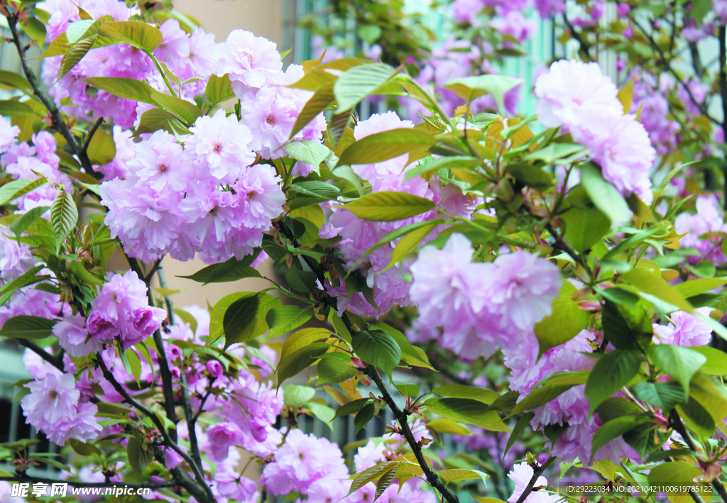 樱花 