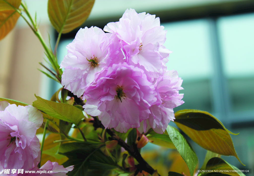 樱花   