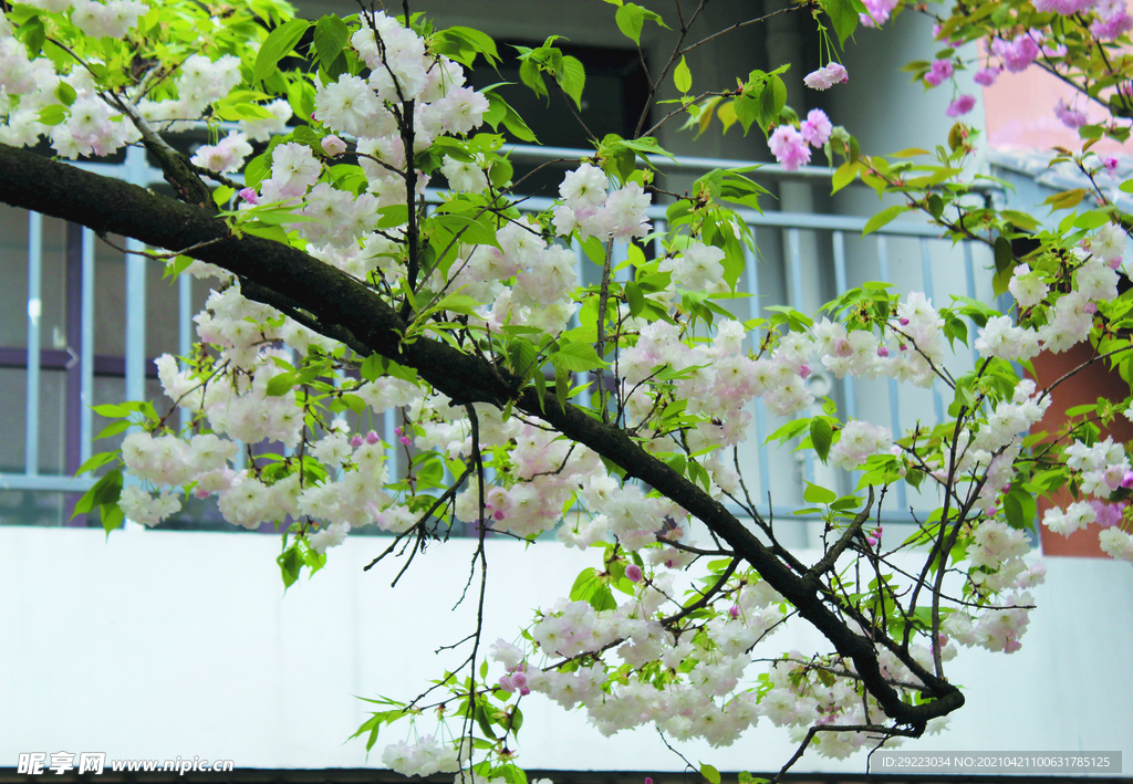 樱花   