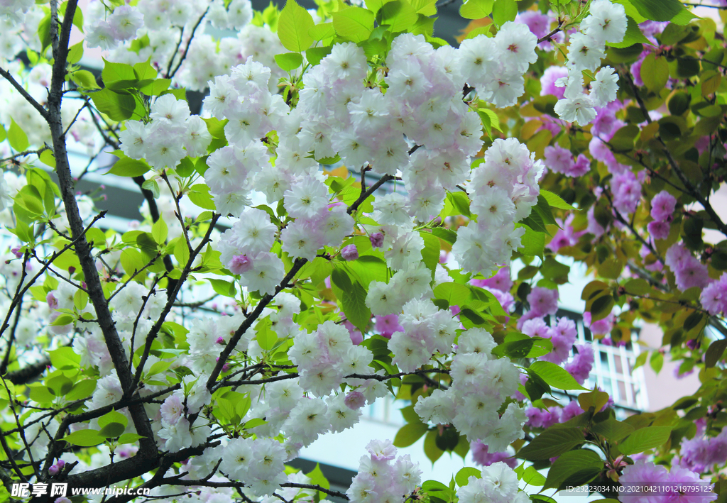 樱花   