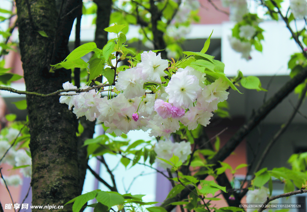 樱花   