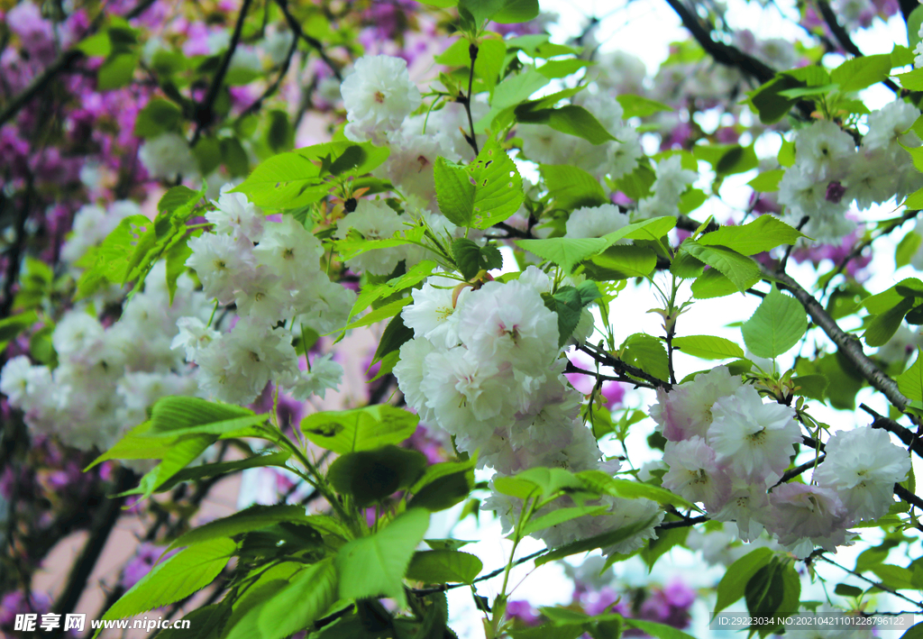 樱花   