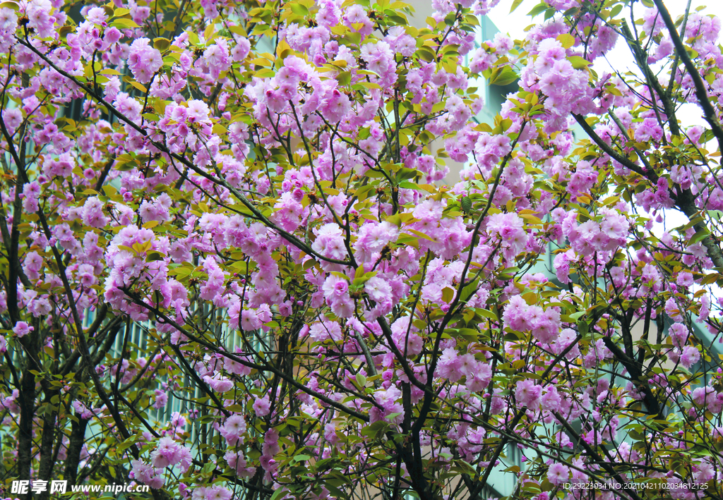 樱花