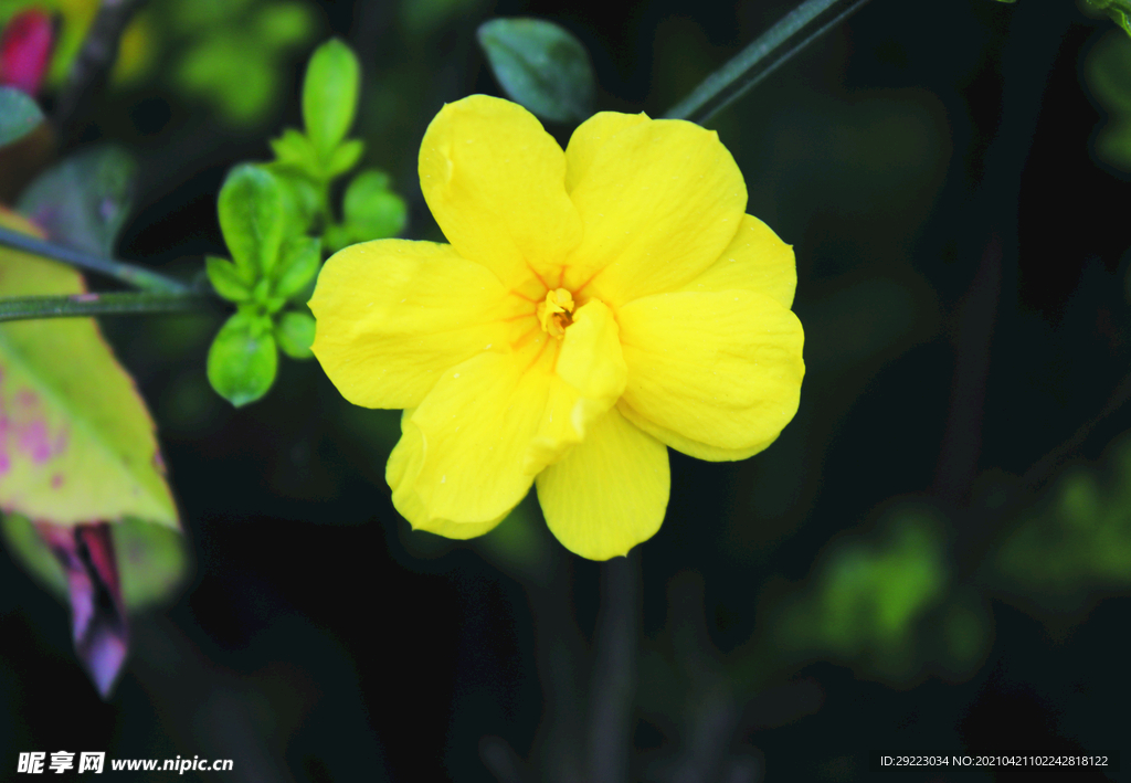 迎春花 
