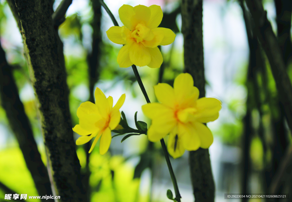 迎春花