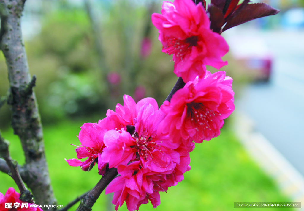 桃花  
