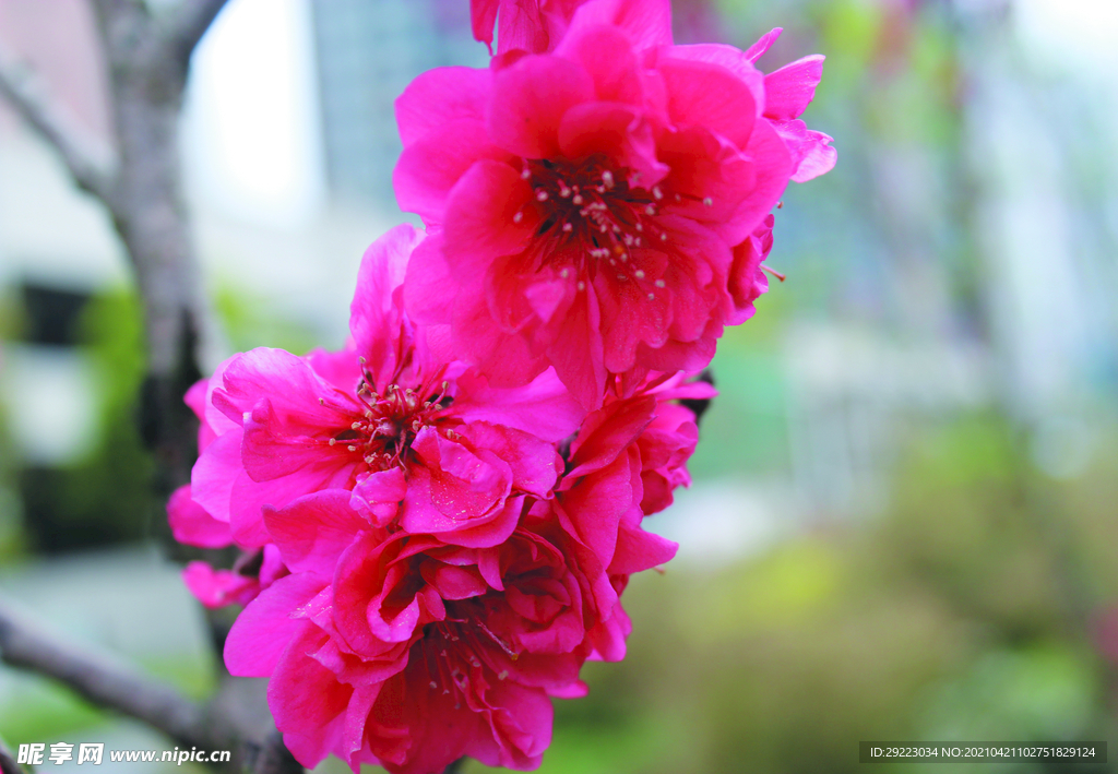 桃花 