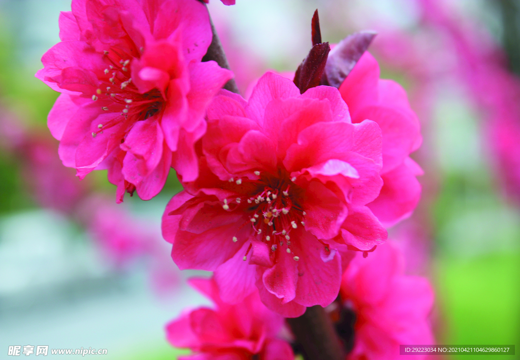 桃花 