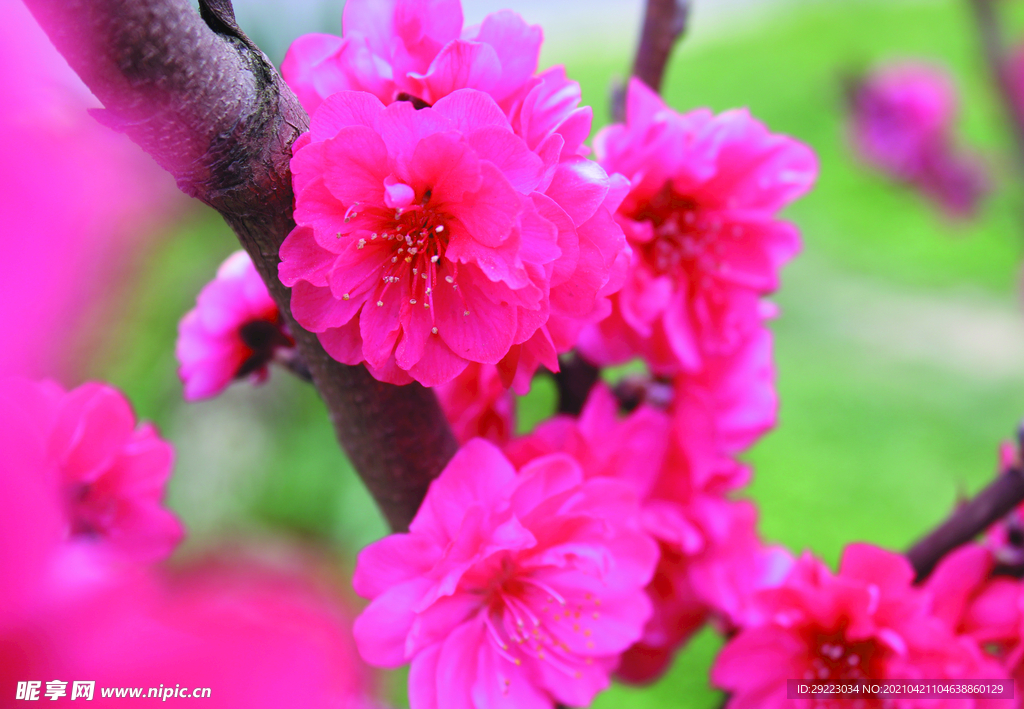 桃花  
