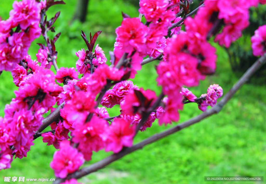 桃花  