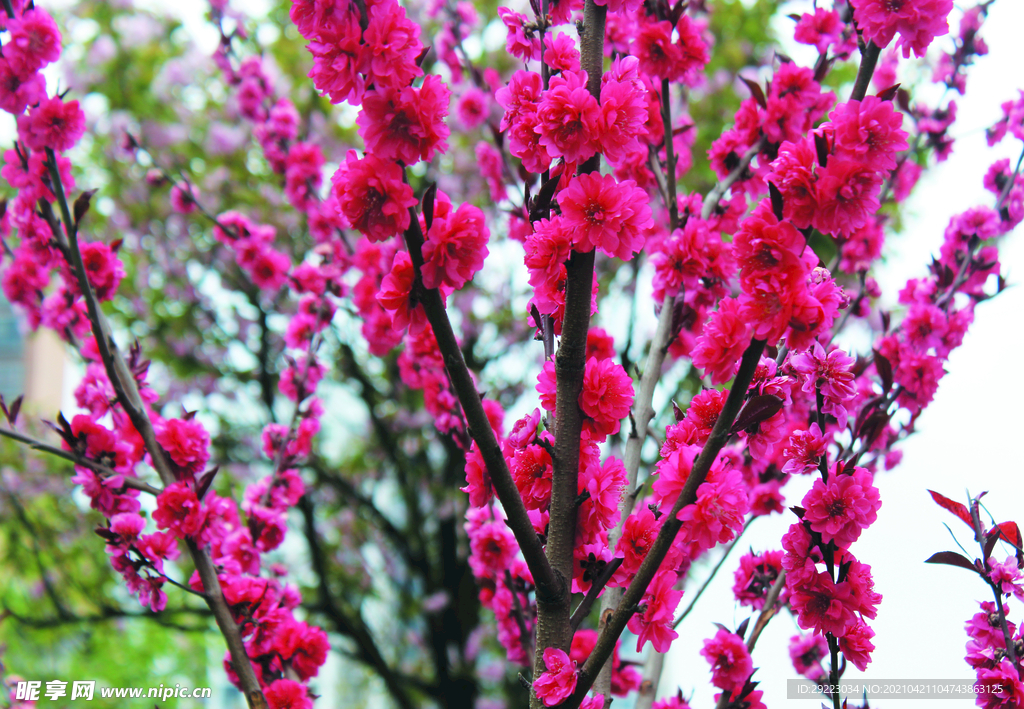 桃花