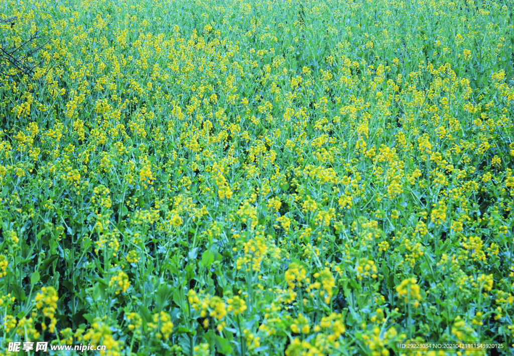 油菜花   