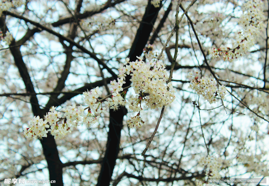 春天  花
