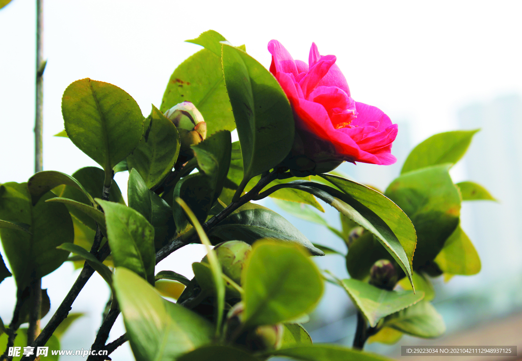 茶花