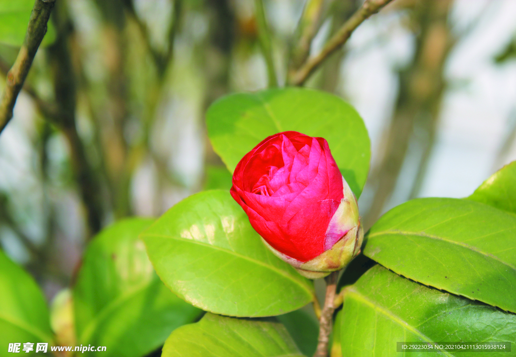 茶花