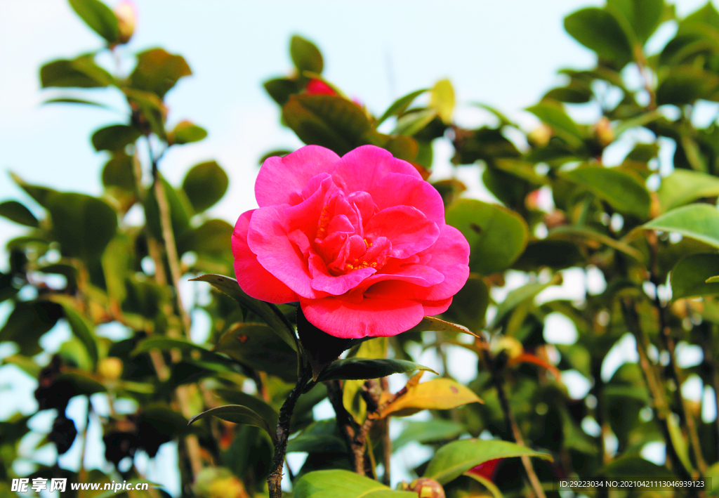 茶花