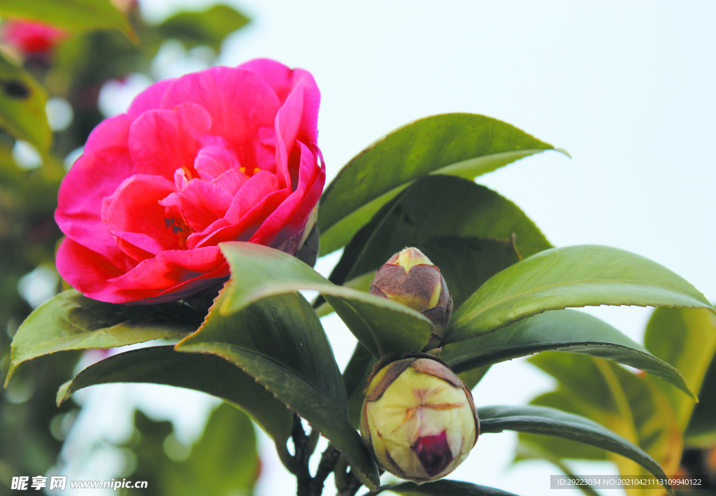 茶花