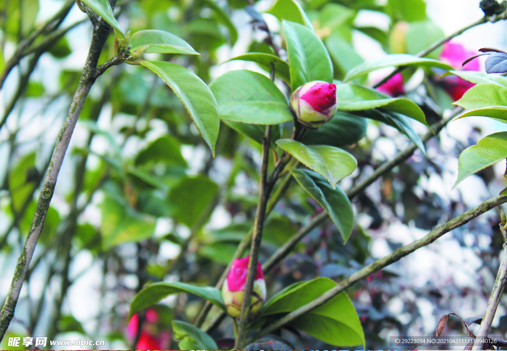 茶花