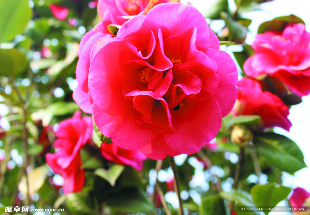 茶花