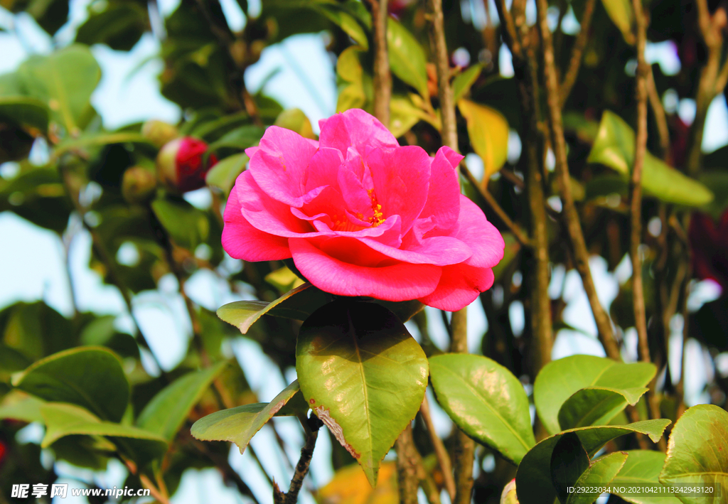 茶花