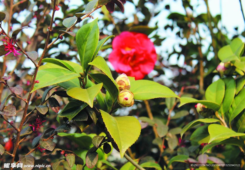 茶花