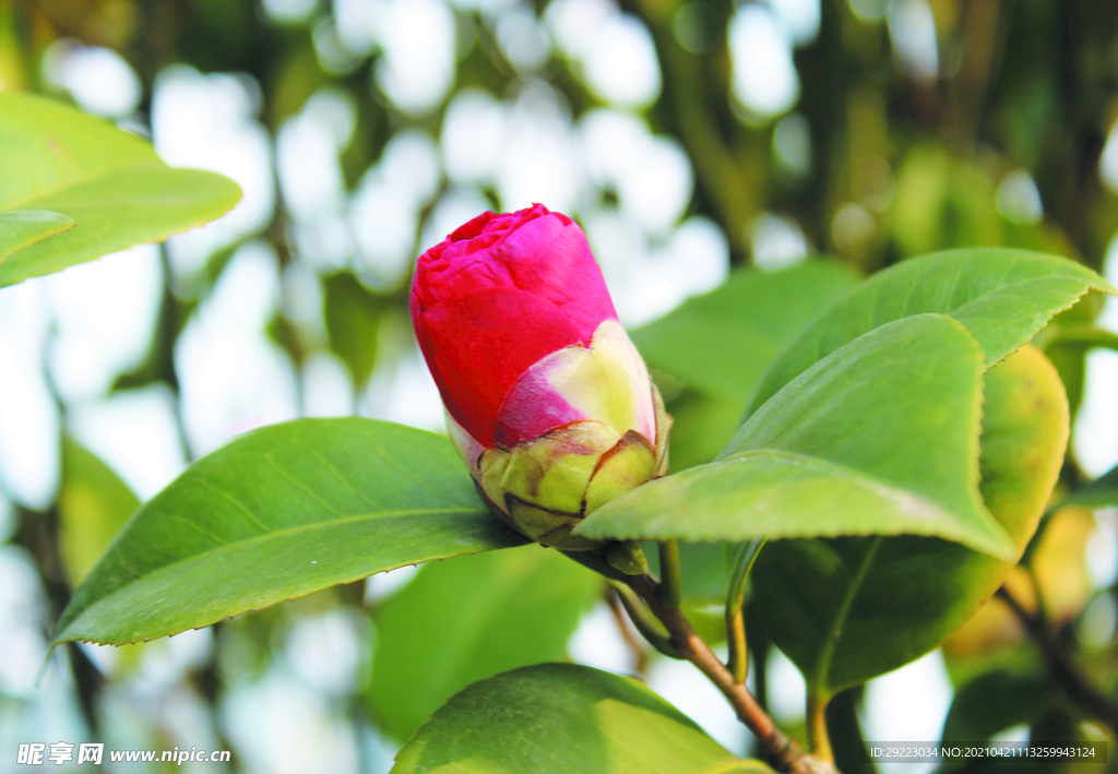 茶花