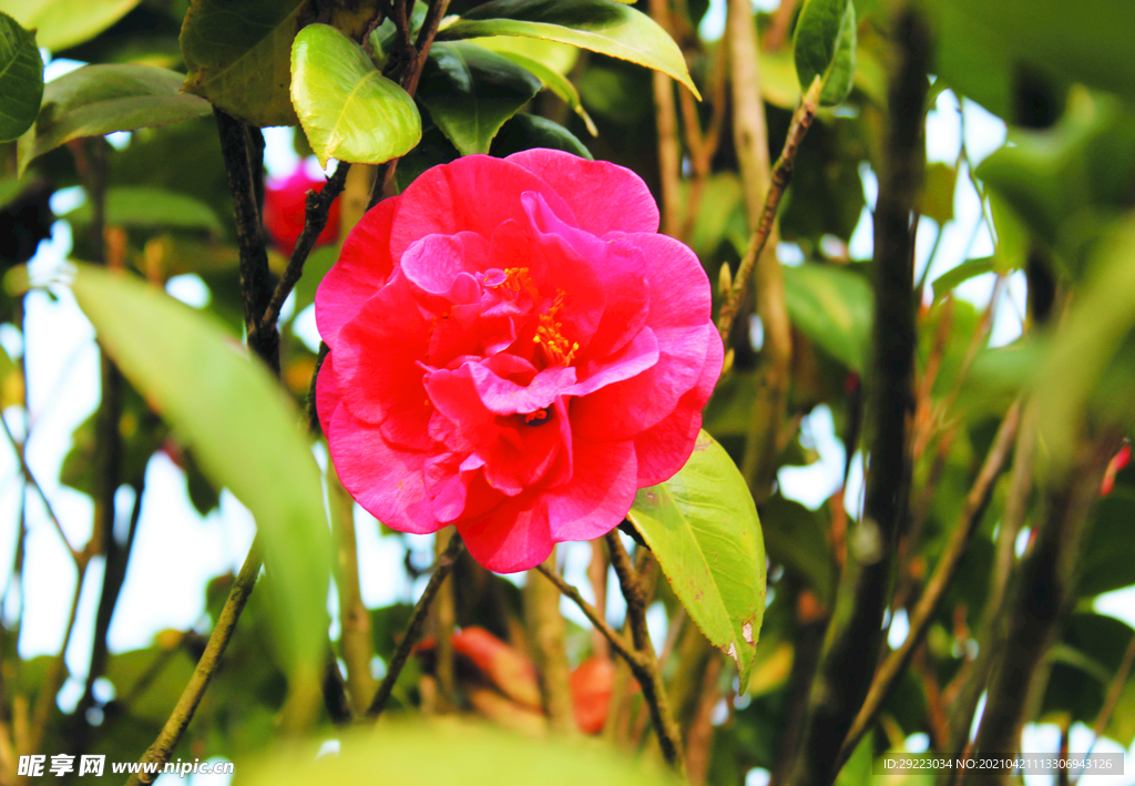 茶花