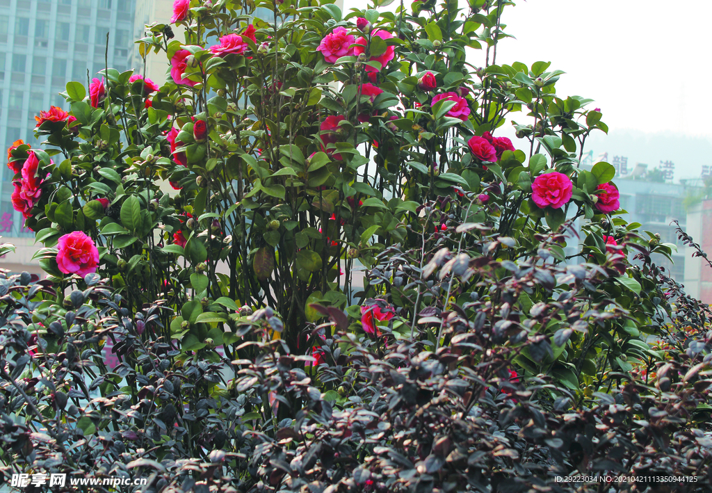 茶花