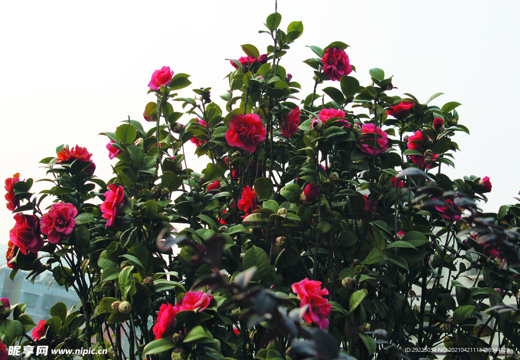 茶花
