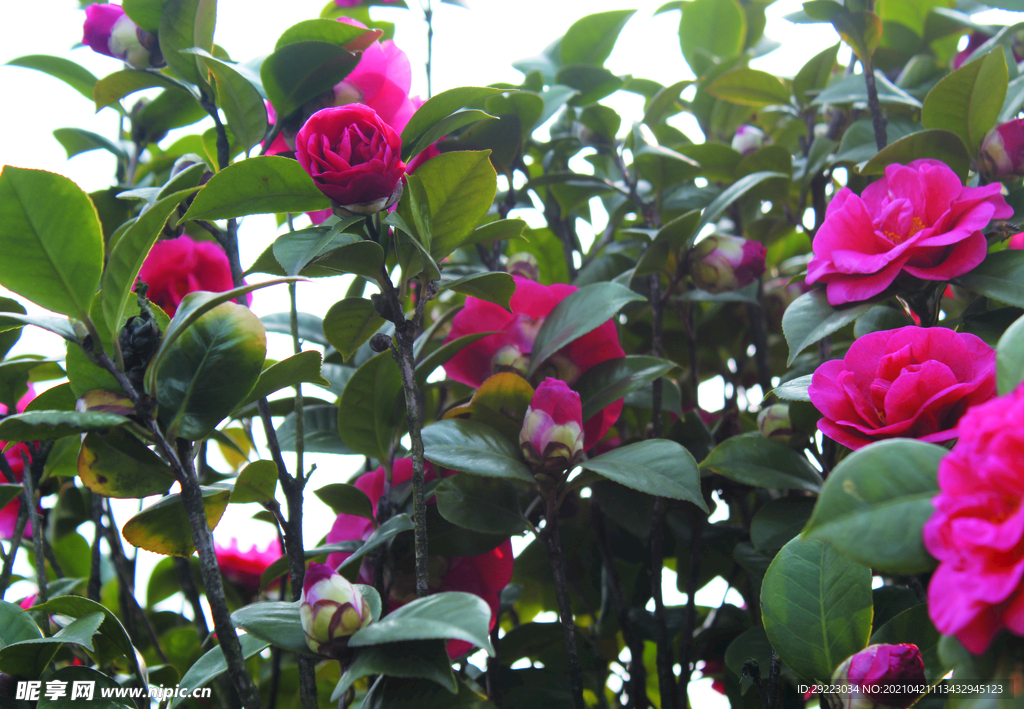 茶花