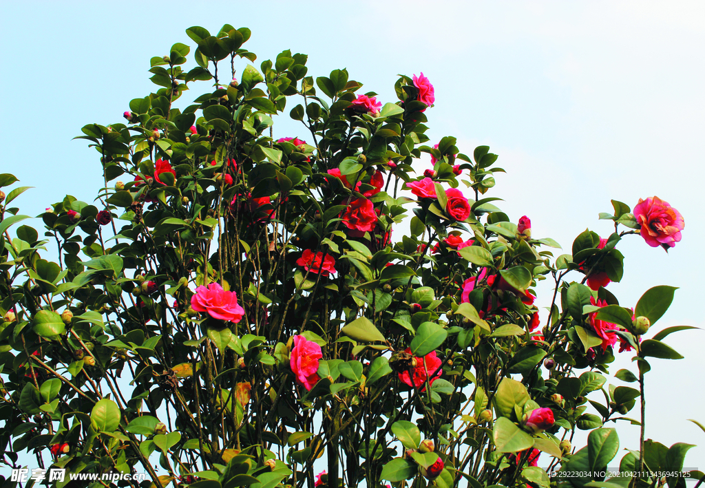 茶花