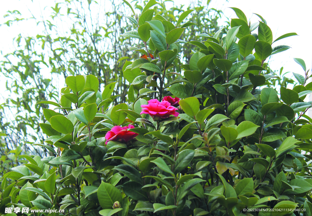 茶花