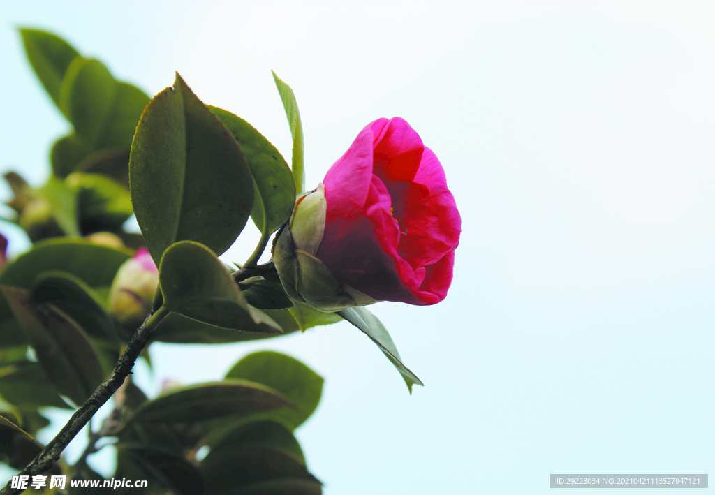茶花