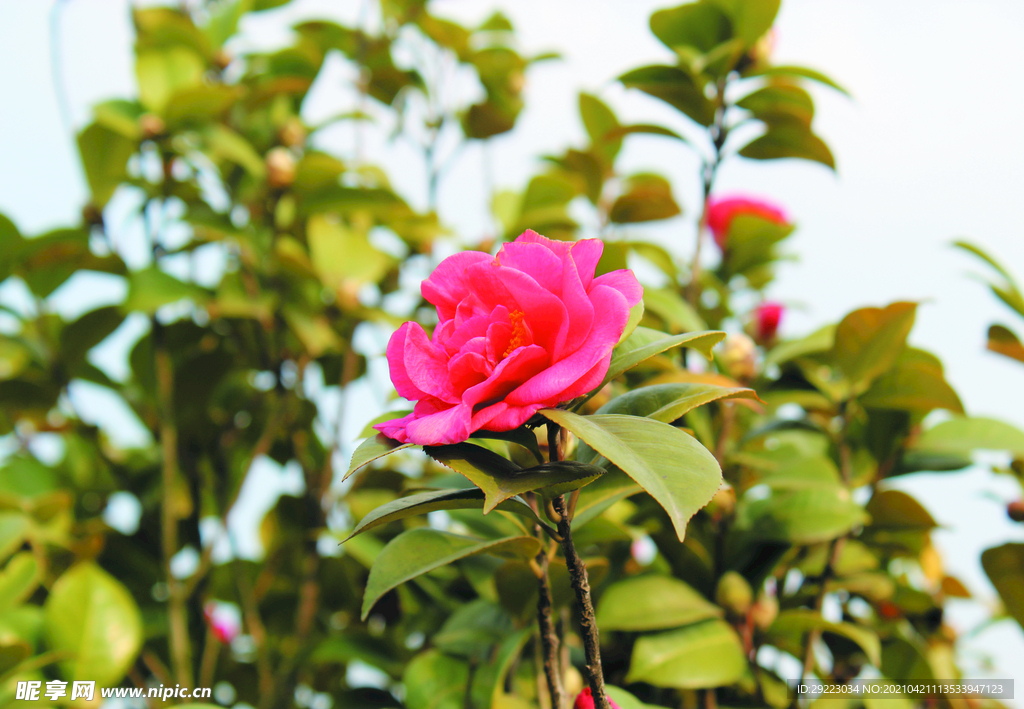 茶花