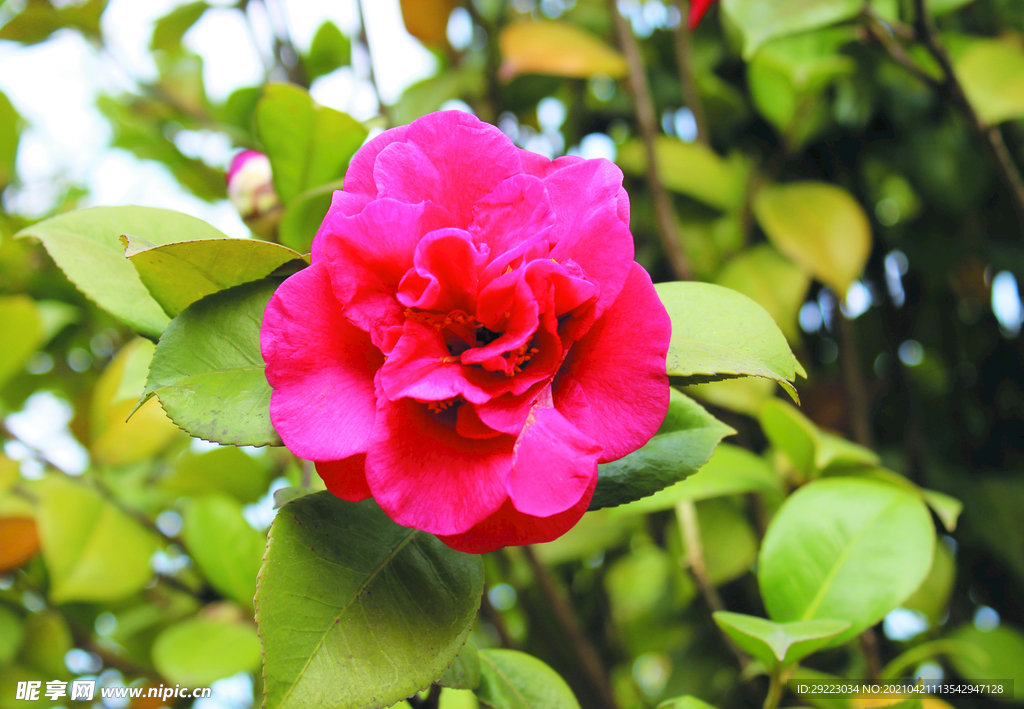茶花