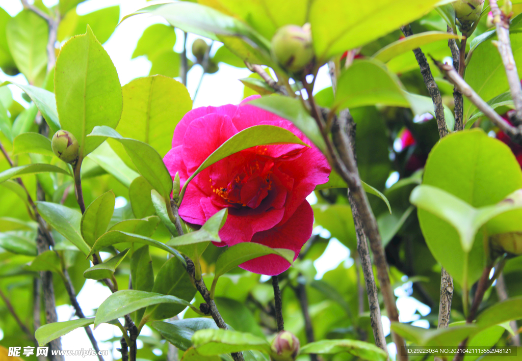 茶花
