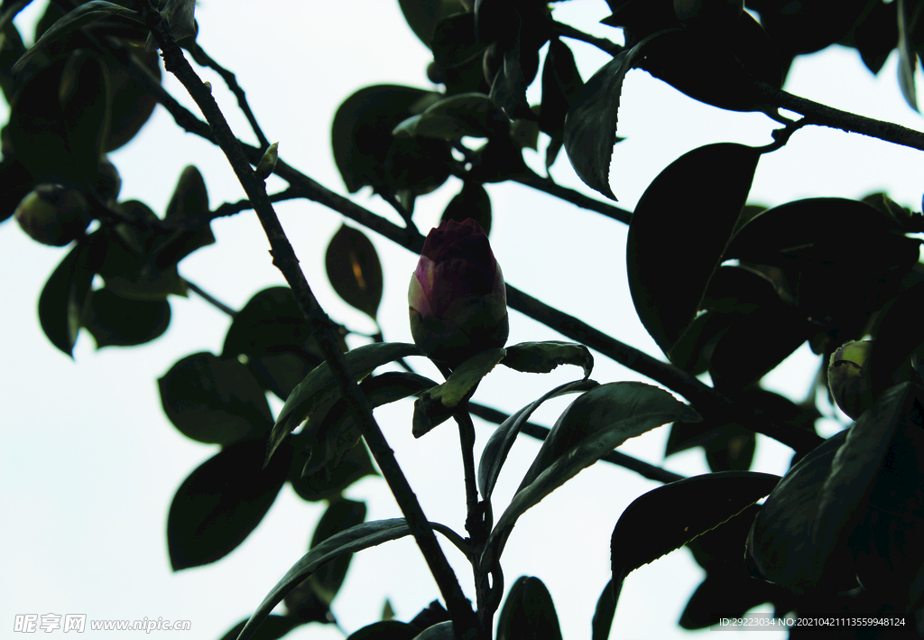 茶花