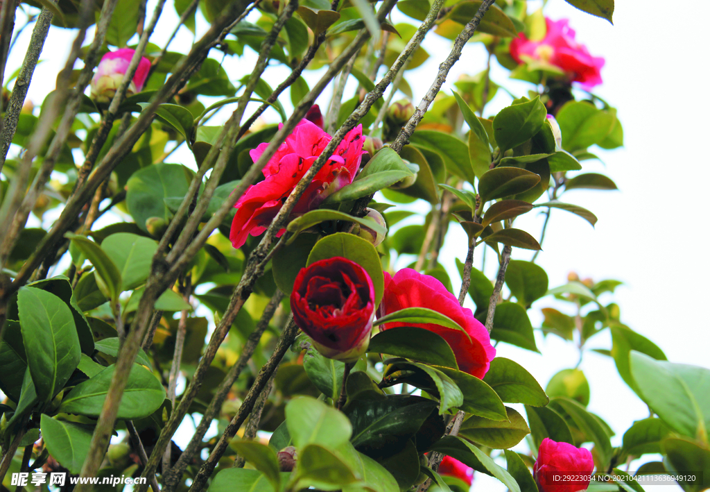 茶花