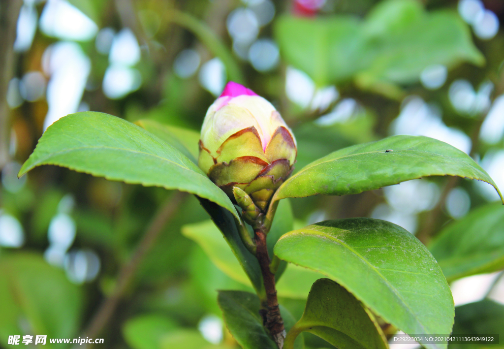 茶花