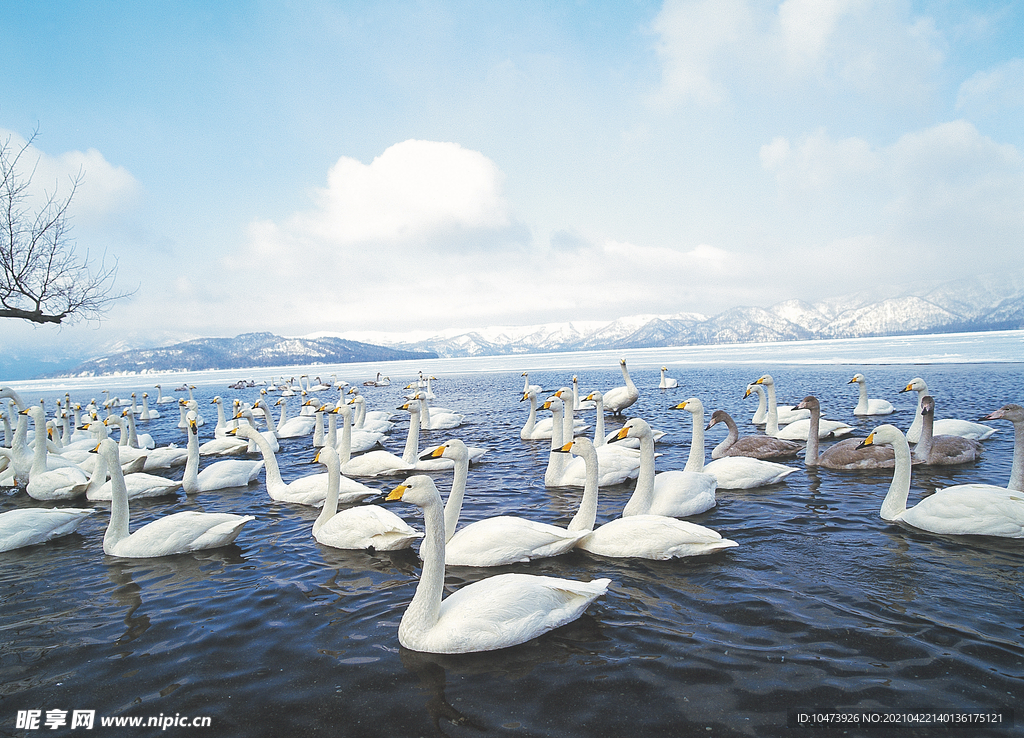 湖水上的一群天鹅