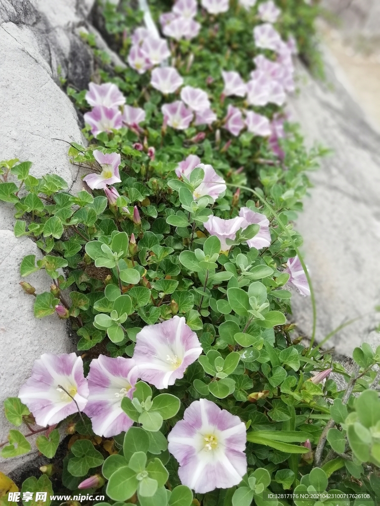 肾叶打碗花