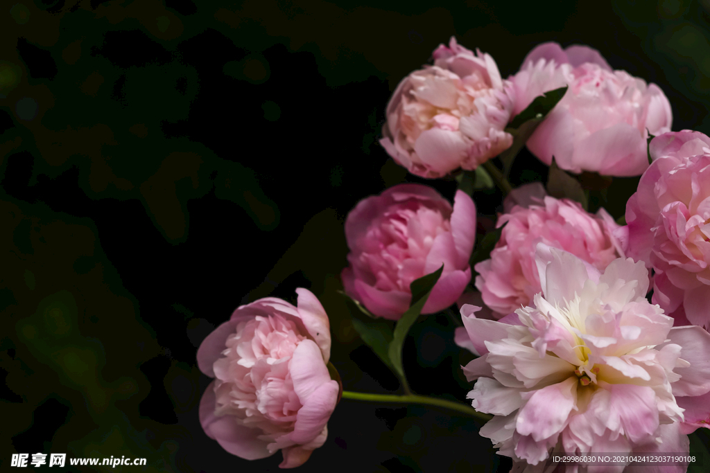 芍药 