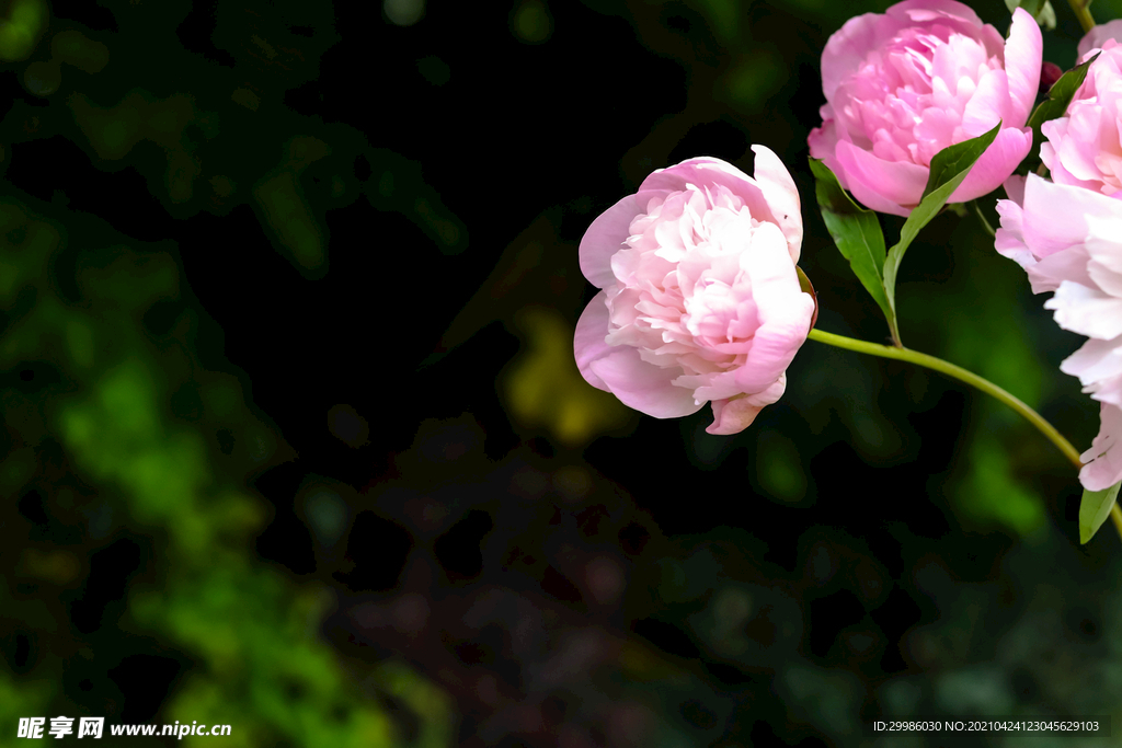 芍药