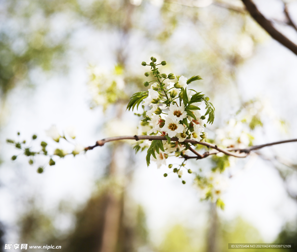 小白花