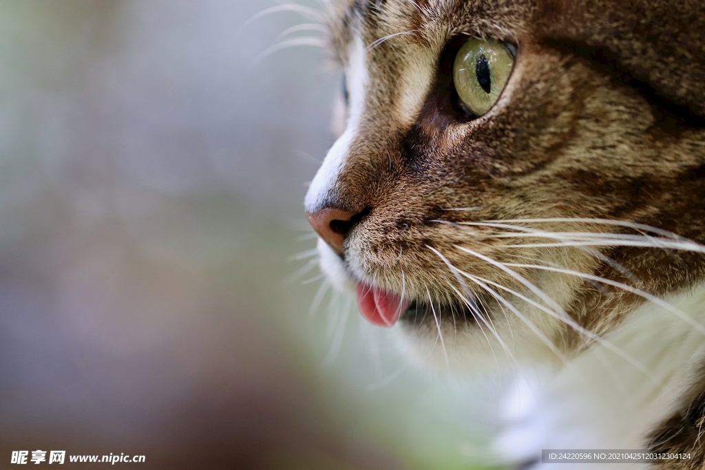 猫脸特写