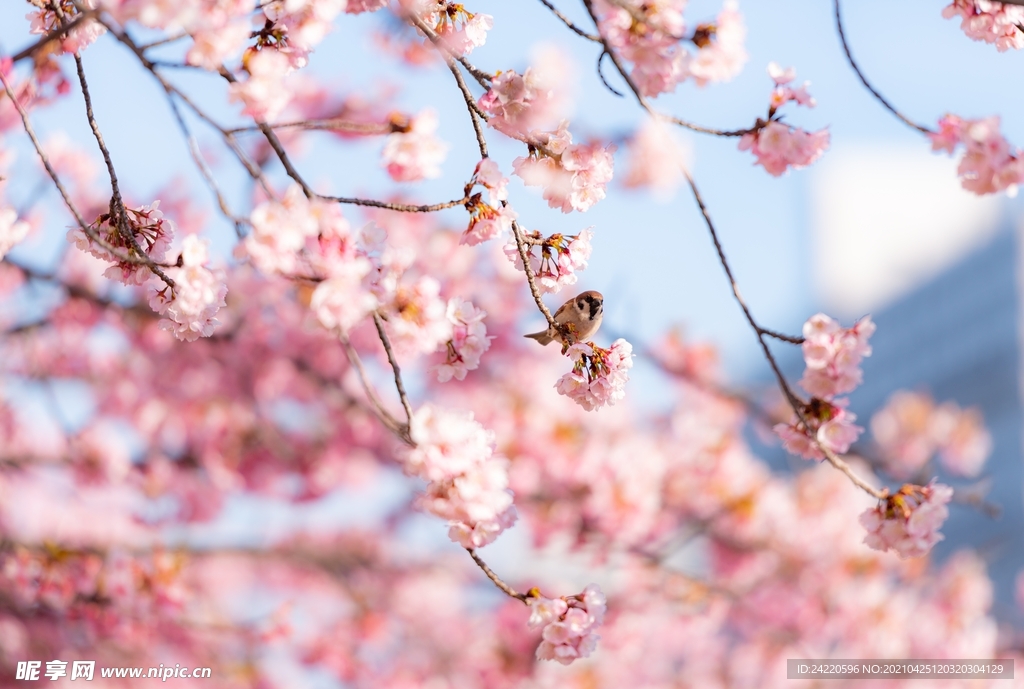 粉色樱花